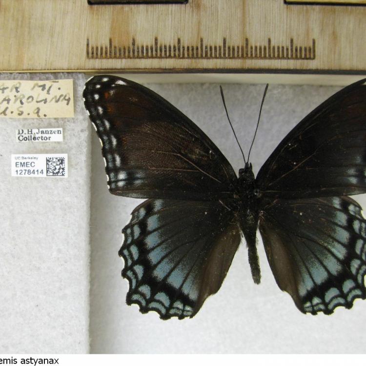 Notes from Nature - CalBug