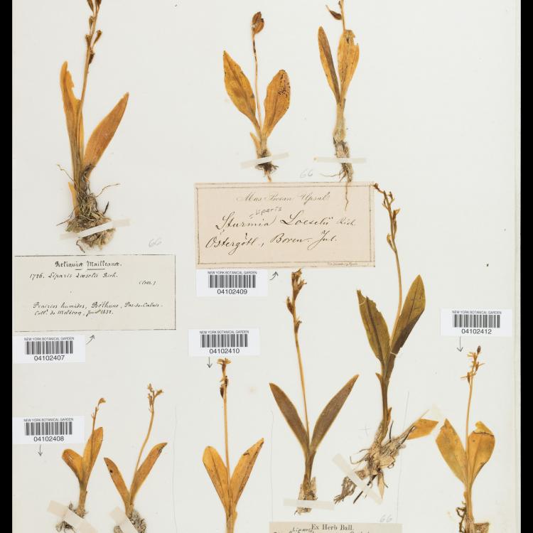 Notas de la naturaleza - NYBG