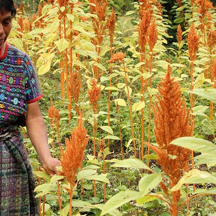 Preserving the Mayan-Achi Food System