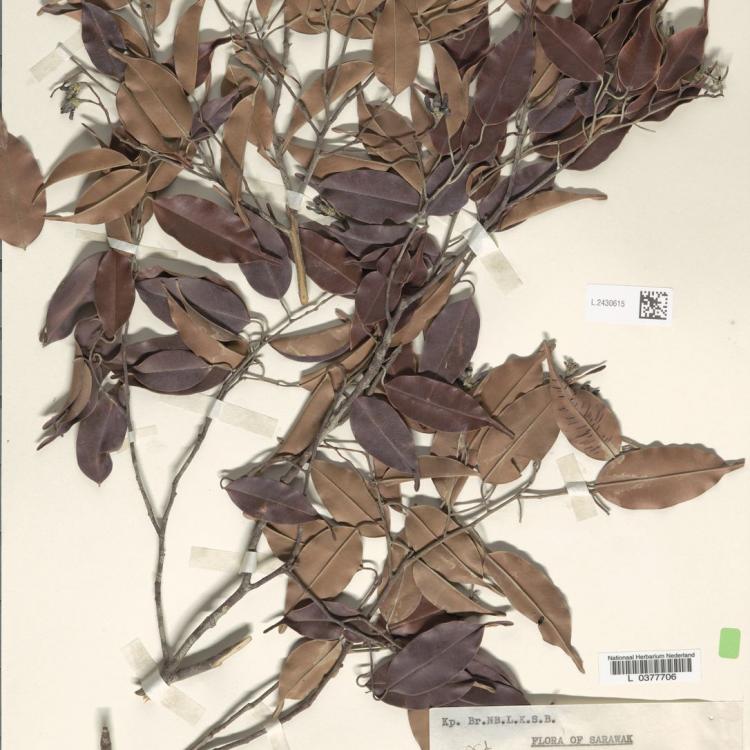 Notes from Nature - Labs