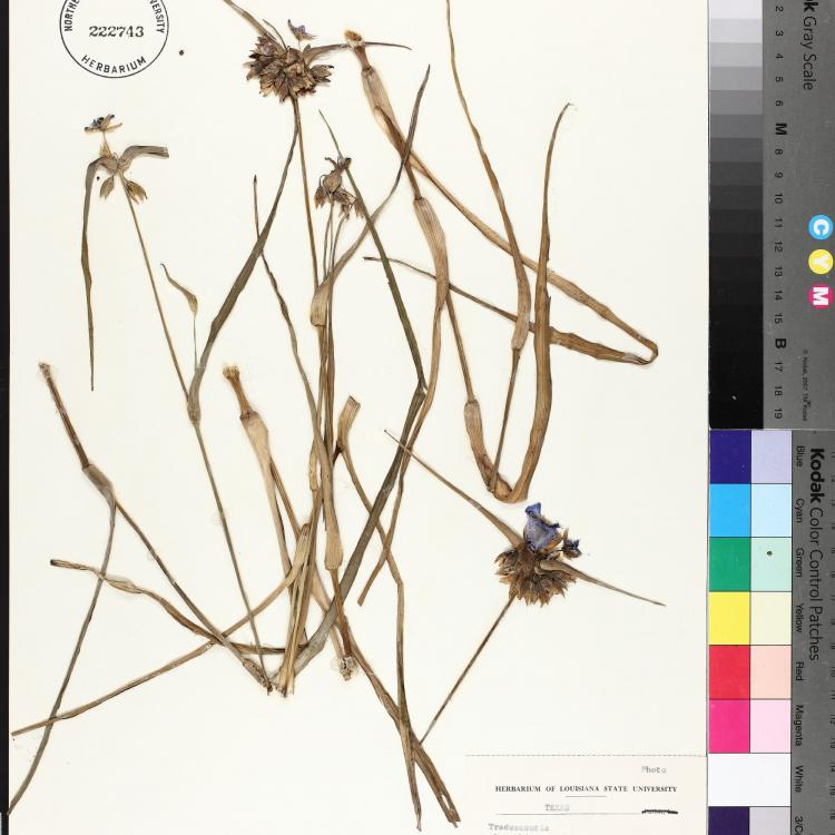 Notas de la naturaleza - Flora de Texas y Oklahoma