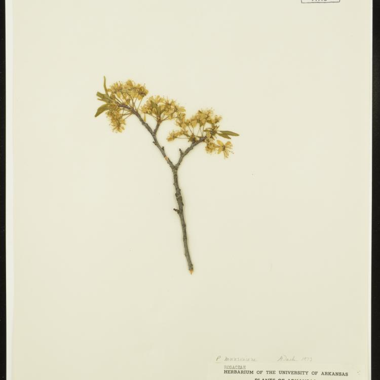Notes from Nature - Plants of Arkansas